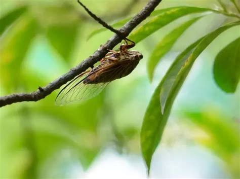 蟬飛到家|一鳴驚人！蟬的6大吉祥寓意